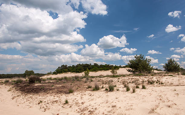istock Dune landscape in the Netherlands 520688503