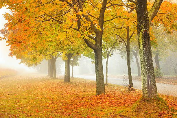 route d'automne de parc et arbre avec des feuilles d'automne - autumn street single lane road tree photos et images de collection