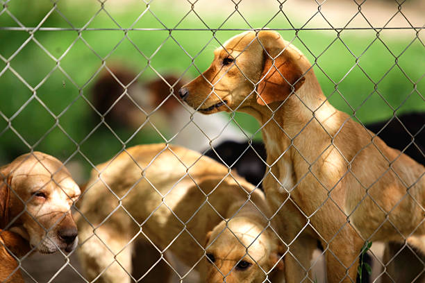 어사일럼 for 멍멍이 - dog animal testing dog pound sadness 뉴스 사진 이미지