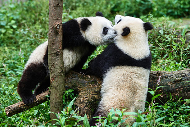 istock two Panda bears cubs playing Sichuan China 520689921