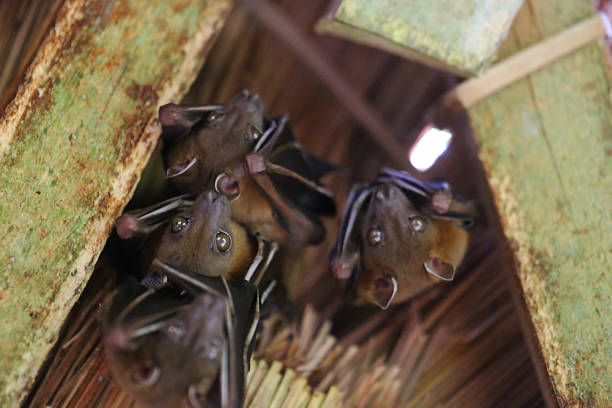 istock Indonesia: Dayak Fruit Bats in Way Kambas 520690109