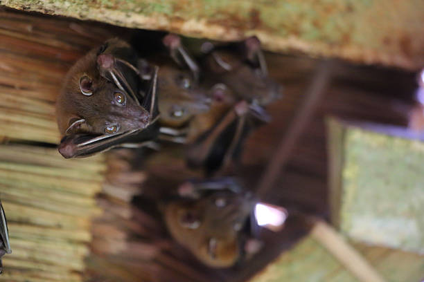 istock Indonesia: Dayak Fruit Bats in Way Kambas 520690111
