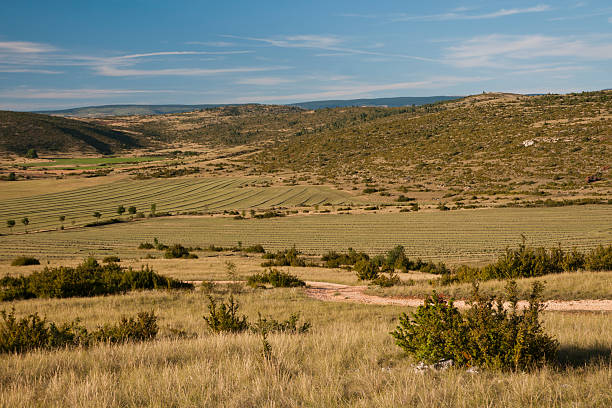 Rural landscape : mountain with forest and freshly cut and raked hay field 