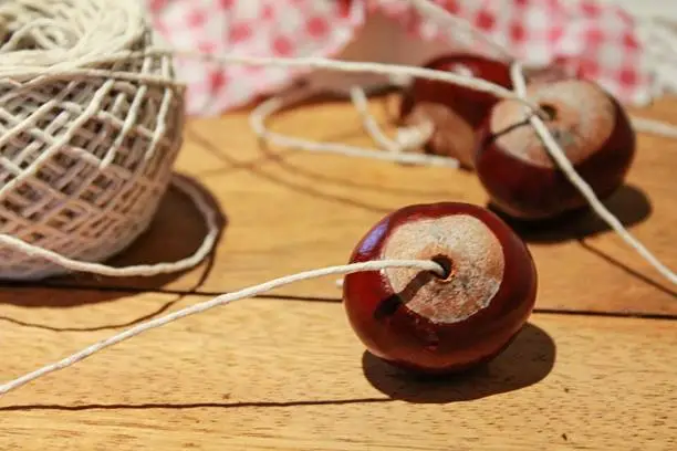 Preparing Horse Chestnuts for a game of Conkers