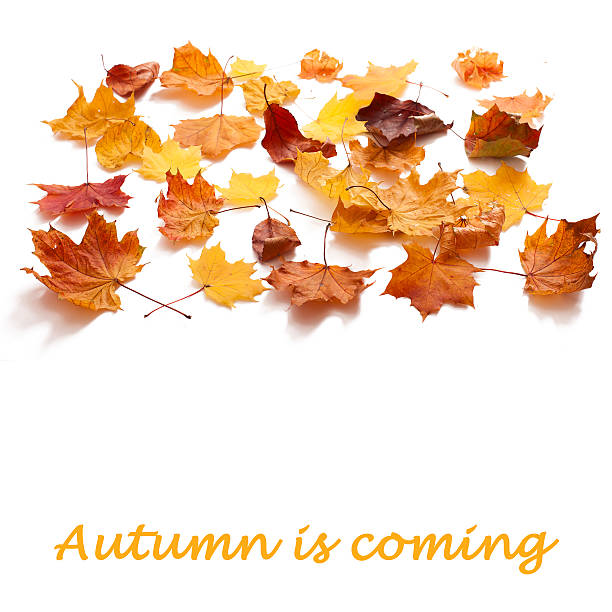 istock Autumn leaves isolated 520691647