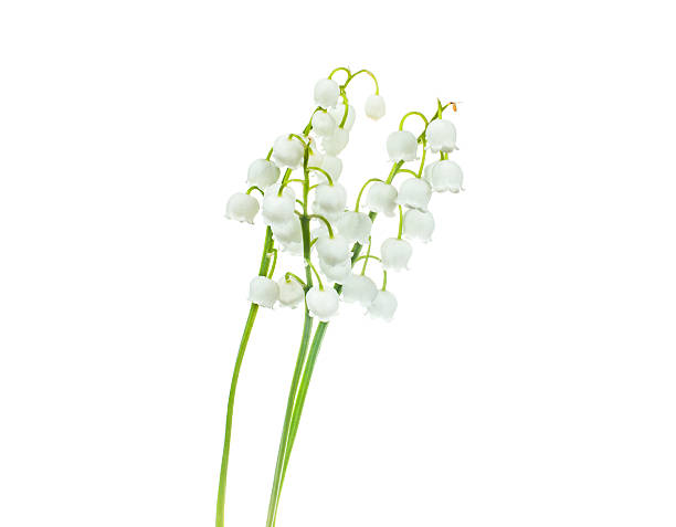 istock lily of the valley 520691795