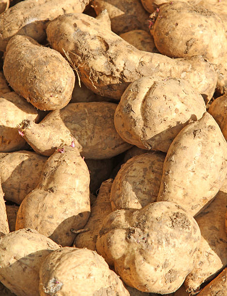 istock sweet American potatoes 520691927