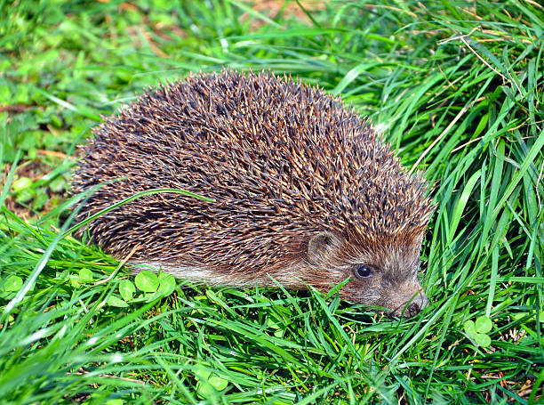 istock hedgehog in the grass close-up 520700932