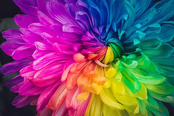 fondo de flores hermosas - arco iris fotos fotografías e imágenes de stock