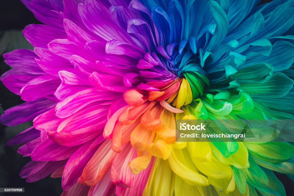Beautiful flowers background Multi Colored Stock Photo