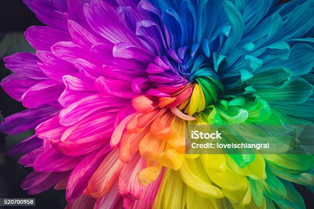Beautiful Flowers Background Stock Photo - Download Image Now - Multi Colored, Flower, Abstract