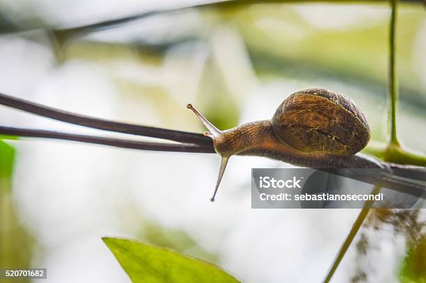 Foto de Caracol Em Um Galho Closeup e mais fotos de stock de Anfíbio - Anfíbio, Animal, Animal selvagem