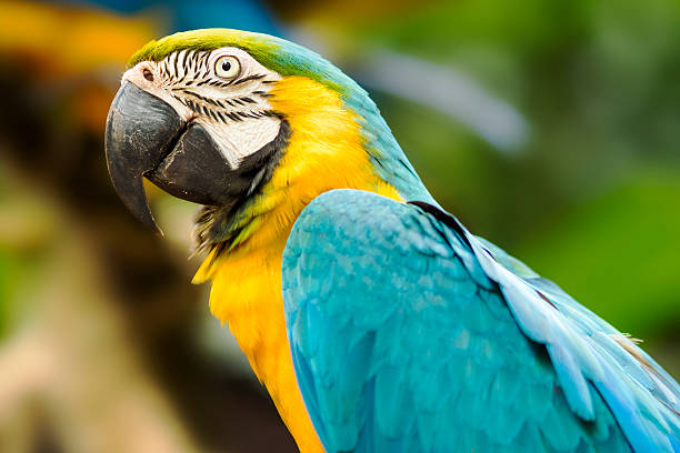 синий и золотой ара в естественных условиях - iguazú стоковые фото и изображения
