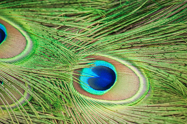 istock Feather of a peacock. 520702658