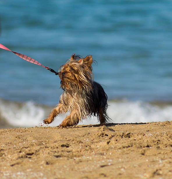 istock Dog  along the beach on a sunny day 520703521