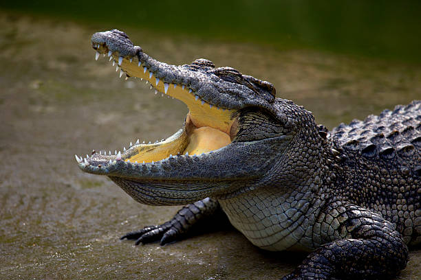 istock medium shot of crocodile's head 520703792