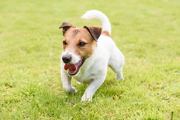 istock Active happy funny terrier dog running and playing 520704124