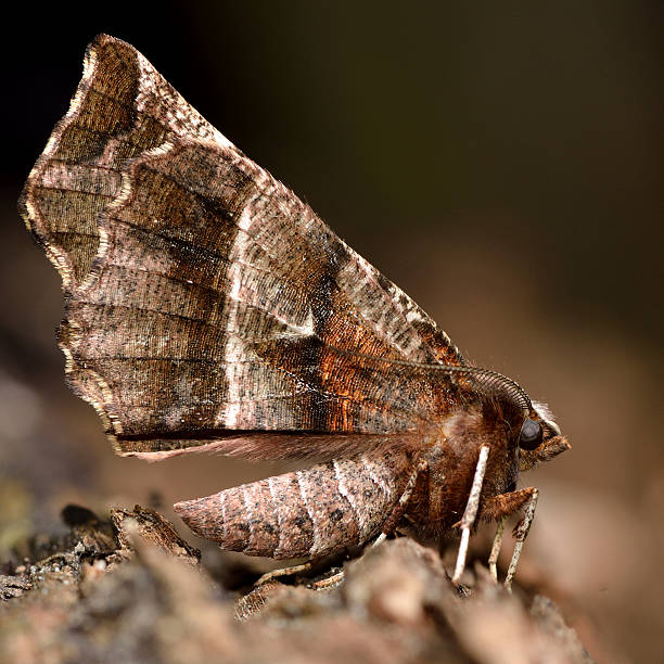 Early thorn moth (Selenia dentaria) with dark wings Moth in the family Geometridae, at rest showing pattern on underside of wings dentaria stock pictures, royalty-free photos & images