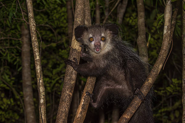 palczak madagaskarski, nocturnal lemur z madagaskaru - palczak madagaskarski obrazy zdjęcia i obrazy z banku zdjęć