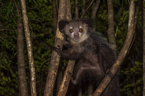 palczak madagaskarski, nocturnal lemur z madagaskaru - nocturnal animal zdjęcia i obrazy z banku zdjęć