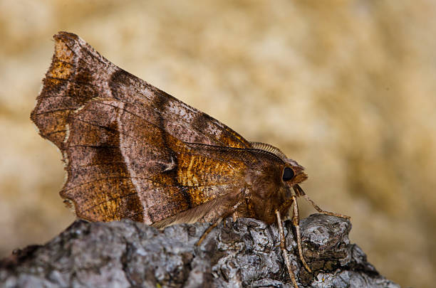 Early thorn moth (Selenia dentaria) on bark Moth in the family Geometridae, at rest showing pattern on underside of wings dentaria stock pictures, royalty-free photos & images
