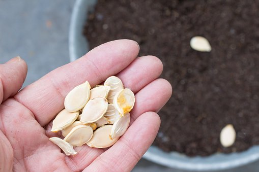 A hand with pumpkin seeds and in the background a zinc plant pot with soil en some seeds,