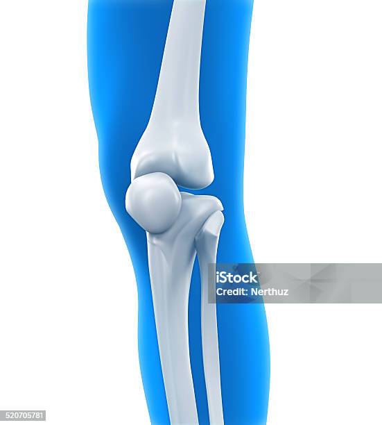 Human Knee Anatomy Stock Photo - Download Image Now - Knee, X-ray Image, Anatomy