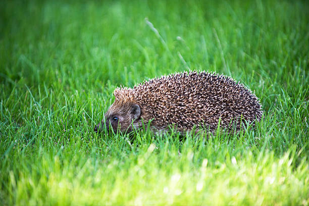 istock hedgehog on green lawn 520706375