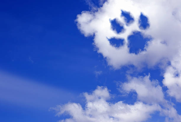 Paraíso De Perros - Banco de fotos e imágenes de stock - iStock Paraíso De Perros - Banco de fotos e imágenes de stock - iStock