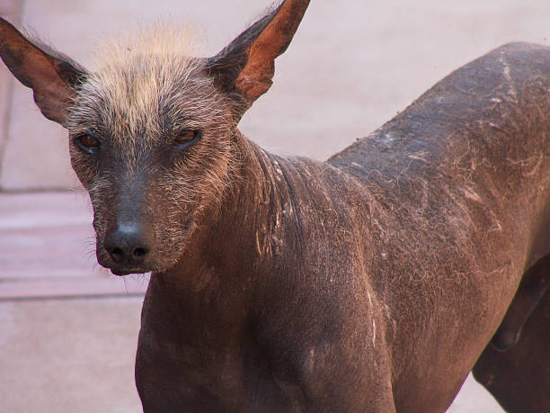 istock Peruvian Hairless Dog Up Close 520707919