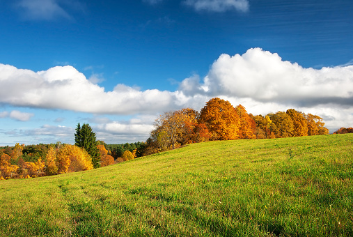 Green field and orange trees