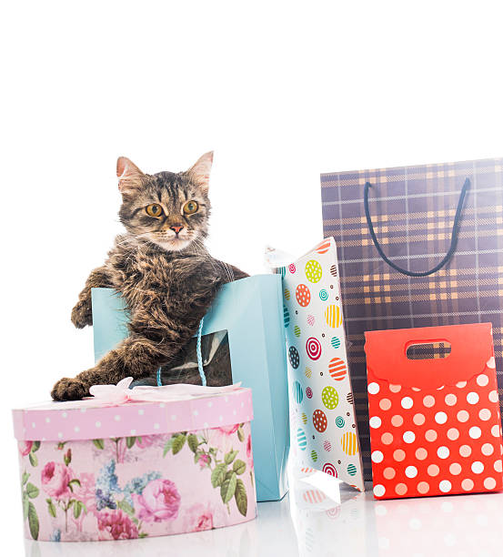 gatto domestico con le borse degli acquisti. - domestic cat bag shopping gift foto e immagini stock