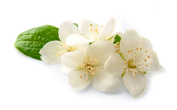 istock White flowers of jasmine 520708697