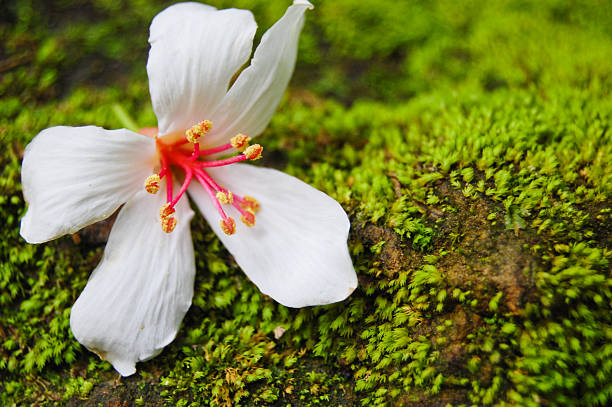 istock Close-up of Fordii (Tung) tree flower 520708887