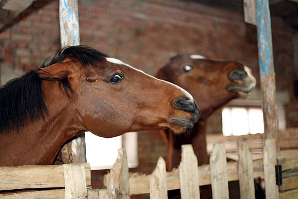 istock horse in the stable 520708925