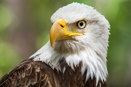 A selective focus shot of a powerful bald eagle with a fish in its beak flying in the sky