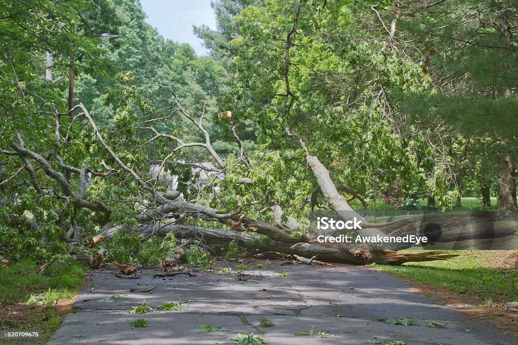 Tree Crumpled Across Road A large oak tree brought down by a storm lies crumbled and broken across a road completely blocking access Tree Stock Photo