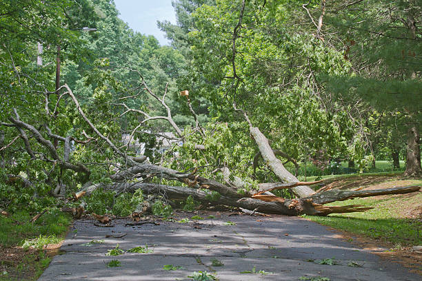 Tree Crumpled Across Road A large oak tree brought down by a storm lies crumbled and broken across a road completely blocking access ruined stock pictures, royalty-free photos & images