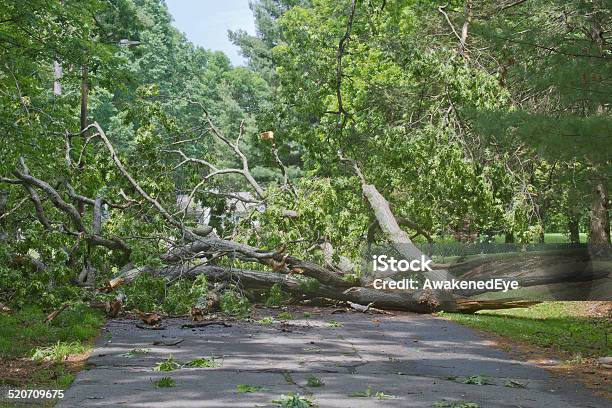 Tree Crumpled Across Road Stock Photo - Download Image Now - Tree, Ruined, Fallen Tree