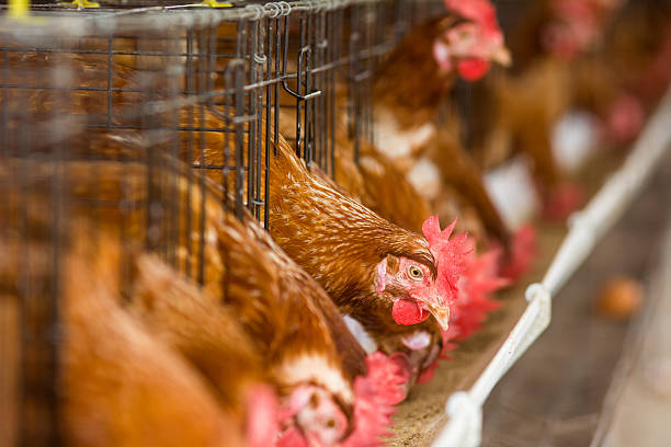 istock Eggs Chickens on the local farm 520710139