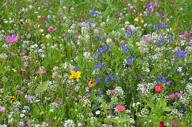 des fleurs - flower blumenwiese meadow flower head photos et images de collection