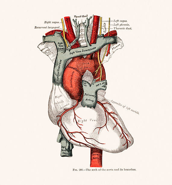 bildbanksillustrationer, clip art samt tecknat material och ikoner med human heart anatomy 19 century medical illustration - aorta