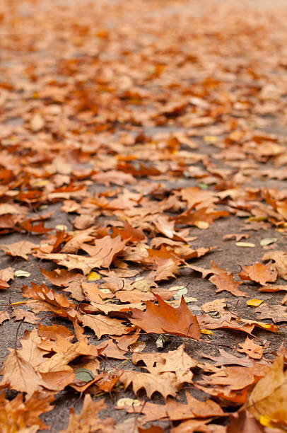 istock Lots of orange leaves 520710475