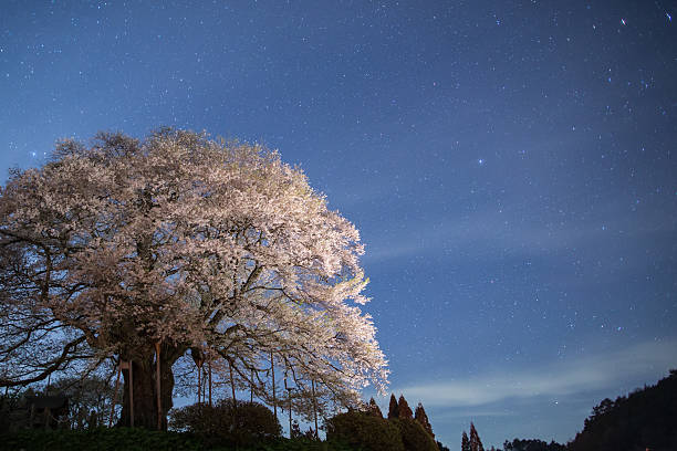 A 700 year old cheery trees, known as daigozakura, under the stars in Japan