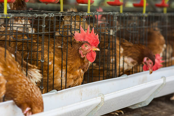 istock Eggs Chickens on the local farm 520711011