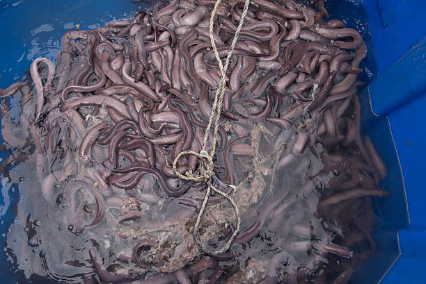 Large blue bin of slime eels or hagfish stock photo