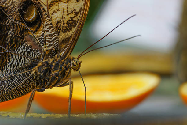 istock Bananas butterfly sitting and eating on a banana 520711358