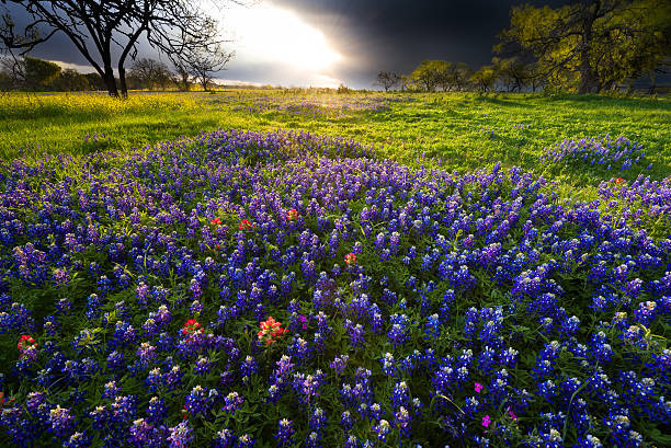istock Spring Sunrise in the Texas Hill Country 520711566