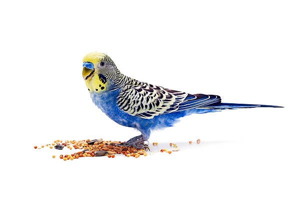 istock Blue wavy parrot eats food on white background 520711980