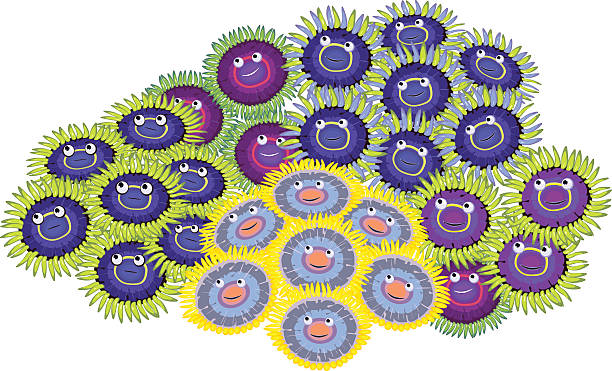 zoanthus - anthozoans stock illustrations